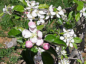 Avro Park Orchards - Tourism Cairns 0