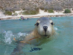 Calypso Star Charters - Tourism Cairns 2