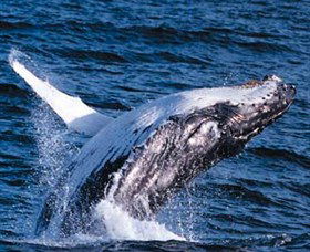 Australian Spirit Sailing Company - Tourism Cairns 4