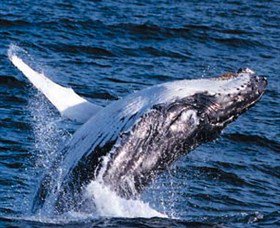 Australian Spirit Sailing Company - Tourism Cairns 6