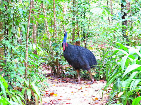 Daintree Safaris - Tourism Cairns 0