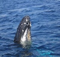 Jervis Bay Whales - Tourism Cairns