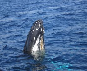 Jervis Bay Whales - Tourism Cairns 1