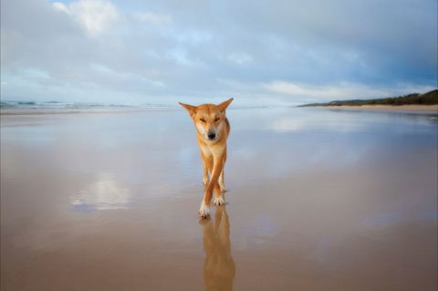 Fraser Island Adventure Tours - Tourism Cairns 6