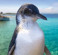 Full-Day Penguin Island  Fremantle Town - Tourism Cairns