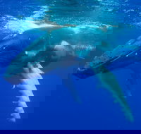 Dunsborough Whale Watching Eco Tour - Tourism Cairns