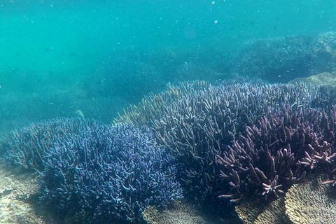 Abrolhos Island Half Day Fly And Flipper - Tourism Cairns 1