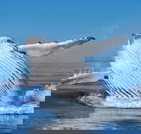 Whale Watching Dunsborough - Tourism Cairns