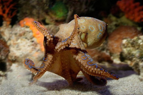 AQWA The Aquarium Of Western Australia: General Admission - Tourism Cairns 15