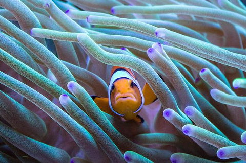 AQWA The Aquarium Of Western Australia: General Admission - Tourism Cairns 4