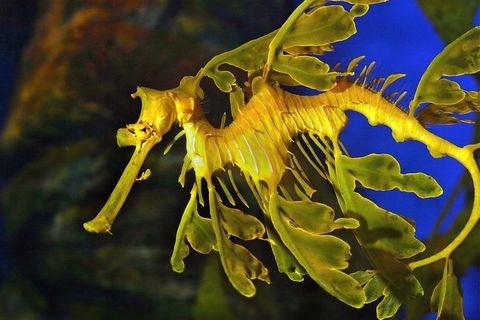 AQWA The Aquarium Of Western Australia: General Admission - Tourism Cairns 13