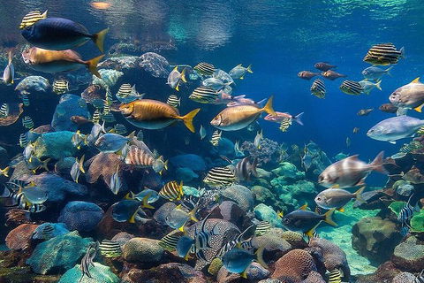 AQWA The Aquarium Of Western Australia: General Admission - Tourism Cairns 10