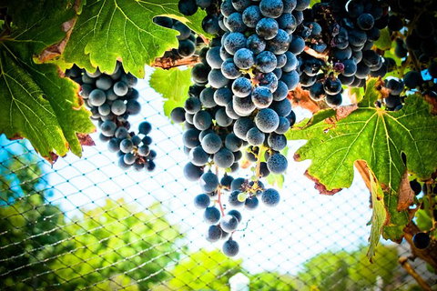 Margaret River Wine Adventure - The Tour For People Who Don\'t Do Tours! - Tourism Cairns 19