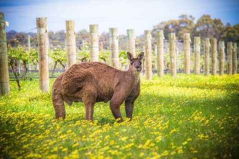 Margaret River Wine Adventure - The Tour For People Who Don\'t Do Tours! - Tourism Cairns 23
