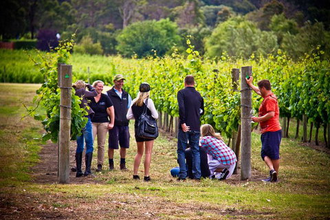 Margaret River Wine Adventure - The Tour For People Who Don\'t Do Tours! - Tourism Cairns 27