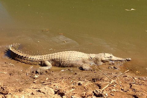 Amazing Windjana Gorge And Tunnel Creek Adventure From Broome - Tourism Cairns 7