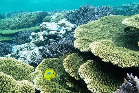 Abrolhos Islands Scenic Flight & Snorkel Adventure From Perth - Tourism Cairns 3