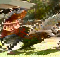 Very Best of Perth Tour - Wildlife Park  City Highlights Tour - Tourism Cairns