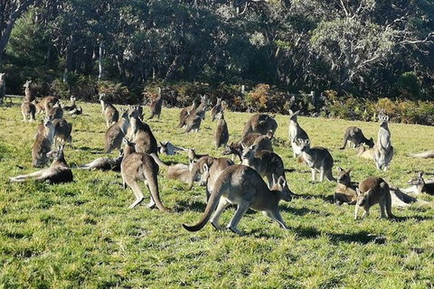 Private Tour: Great Ocean Road From Melbourne - Tourism Cairns 20