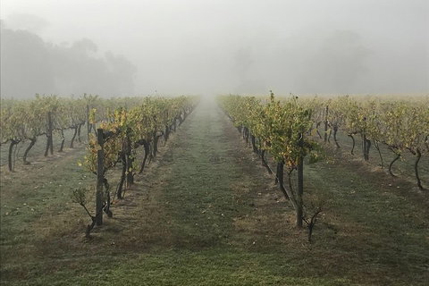 2-Day Yarra Valley Wine Tour With Luxury Vineyard Resort Stay - Tourism Cairns 11