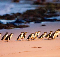 Phillip Island Penguin Parade Entry and Express Shuttle from Melbourne - Tourism Cairns