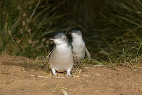 Small-Group Phillip Island Day Trip From Melbourne With Penguin Plus Viewing - Tourism Cairns 1