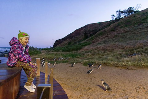 Small-Group Phillip Island Day Trip From Melbourne With Penguin Plus Viewing - Tourism Cairns 14