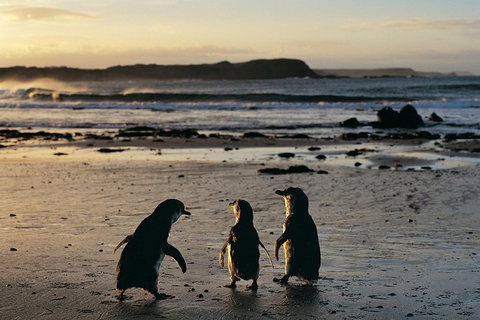 Small-Group Phillip Island Day Trip From Melbourne With Penguin Plus Viewing - Tourism Cairns 15