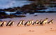 Small-Group Phillip Island Day Trip From Melbourne With Penguin Plus Viewing - thumb 13