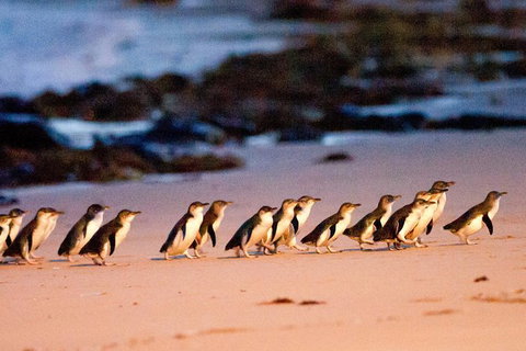 Small-Group Phillip Island Day Trip From Melbourne With Penguin Plus Viewing - Tourism Cairns 13