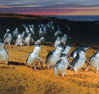 Phillip Island Tour from Melbourne - Tourism Cairns