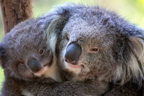 Half-Day Or Full-Day Tour With Private Guide From Melbourne - Tourism Cairns 8