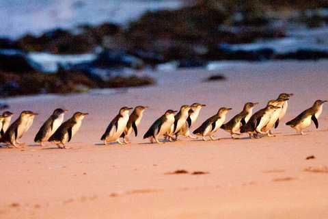 Half-Day Or Full-Day Tour With Private Guide From Melbourne - Tourism Cairns 11