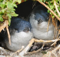 Phillip Island Penguin Parade Evening Tour - Tourism Cairns