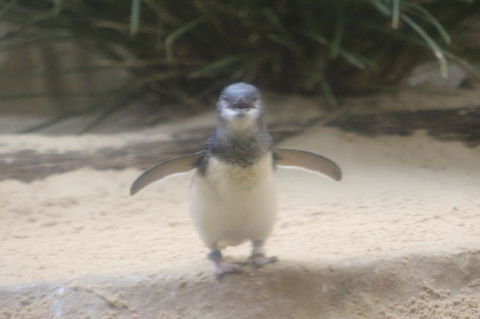 Phillip Island Ultimate Penguin Eco Tour Or Skybox Experience - Tourism Cairns 3