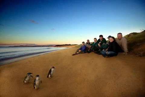 Phillip Island Ultimate Penguin Eco Tour Or Skybox Experience - Tourism Cairns 0