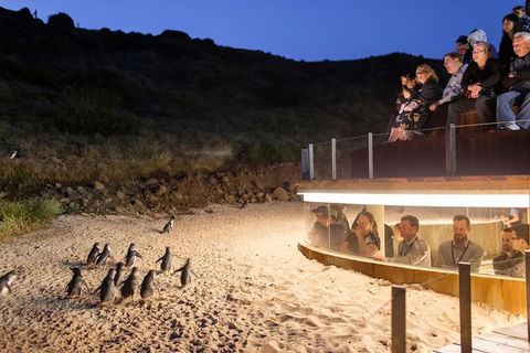 Phillip Island Ultimate Penguin Eco Tour Or Skybox Experience - Tourism Cairns 1