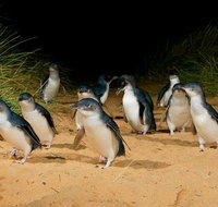 Phillip Island Penguin Parade Express Tour from Melbourne