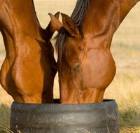 Champion Racehorse Tour with Beer and Wine Tasting