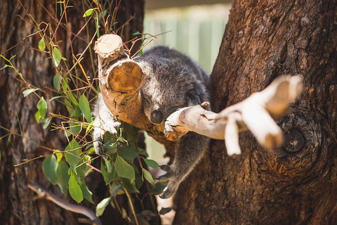 Small-Group Phillip Island Day Trip From Melbourne - Tourism Cairns 5