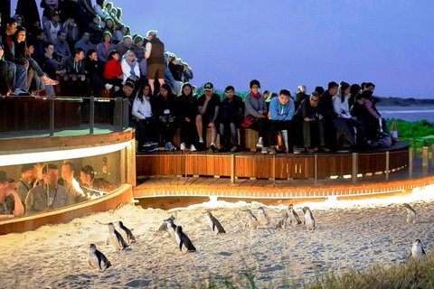 Small-Group Phillip Island Day Trip From Melbourne - Tourism Cairns 2