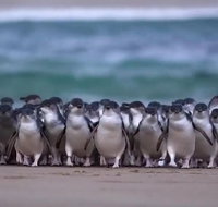 Premium Penguin Express Tour from Melbourne