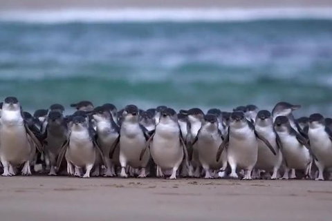 Premium Penguin Express Tour From Melbourne - Tourism Cairns 0