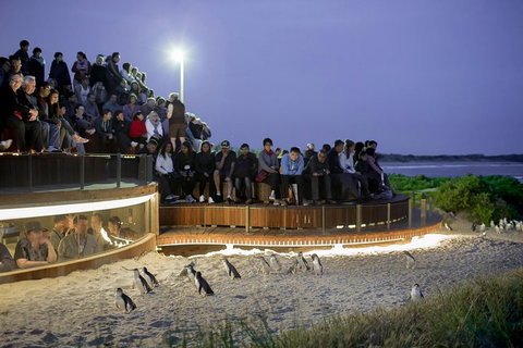 Premium Penguin Express Tour From Melbourne - Tourism Cairns 1