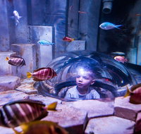SEA LIFE Melbourne Aquarium Admission Ticket