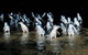 Private Phillip Island Penguin Parade Tour - thumb 0