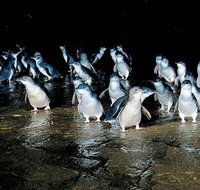 Private Phillip Island Penguin Parade Tour