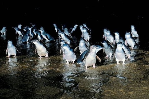 Private Phillip Island Penguin Parade Tour - Tourism Cairns 0