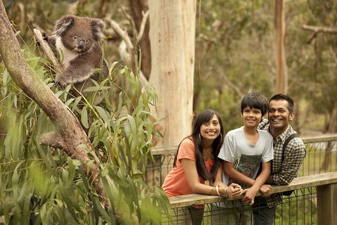 Private Phillip Island Penguin Parade Tour - Tourism Cairns 5