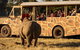 Sunset Safari At Werribee Open Range Zoo - thumb 3